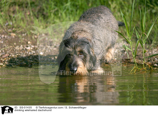 drinking wirehaired dachshund / SS-01435