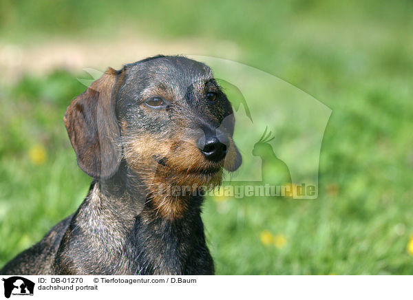 Dackel Portrait / dachshund portrait / DB-01270