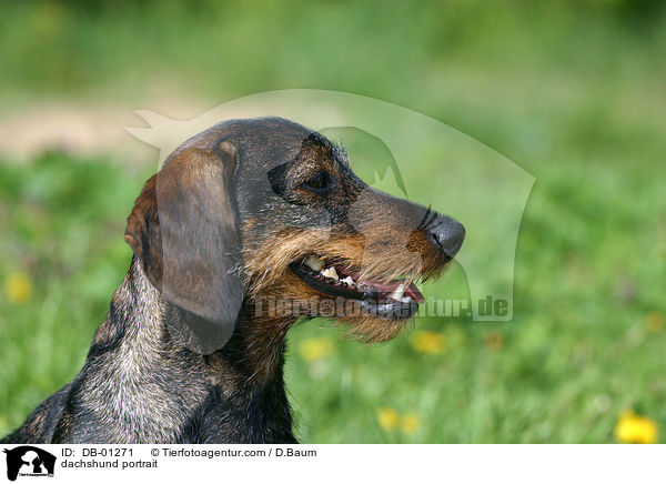 Dackel Portrait / dachshund portrait / DB-01271