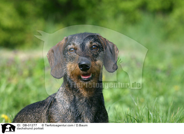 dachshund portrait / DB-01277