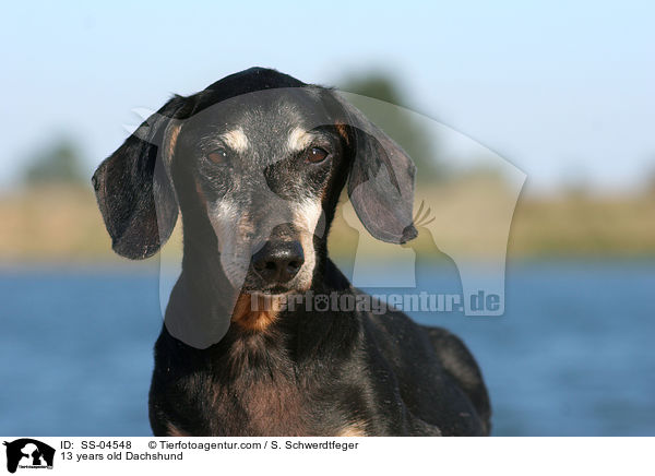 13 Jahre alter Dackel / SS-04548