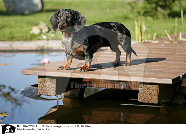 Schwarztiger Dackel / black-tan-dapple teckel / RR-22604