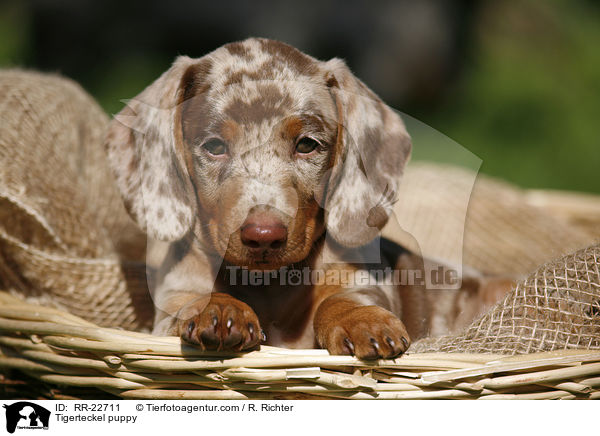 Tigerdackel Welpe / Tigerteckel puppy / RR-22711