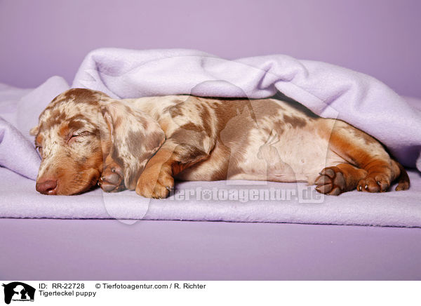 Tigerdackel Welpe / Tigerteckel puppy / RR-22728