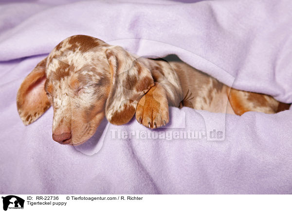 Tigerdackel Welpe / Tigerteckel puppy / RR-22736