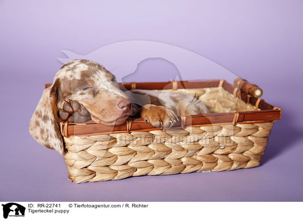 Tigerdackel Welpe / Tigerteckel puppy / RR-22741