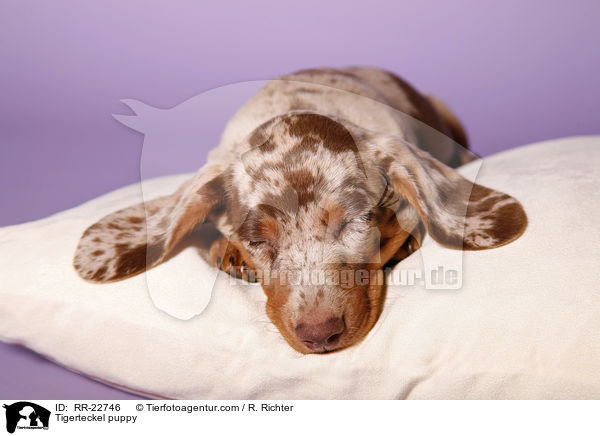 Tigerdackel Welpe / Tigerteckel puppy / RR-22746