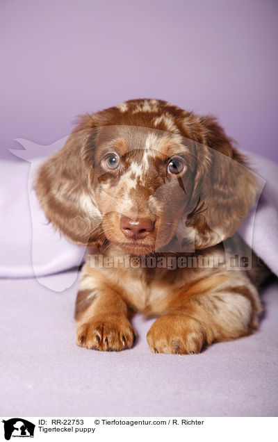 Tigerdackel Welpe / Tigerteckel puppy / RR-22753