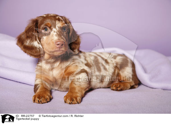 Tigerteckel puppy / RR-22757