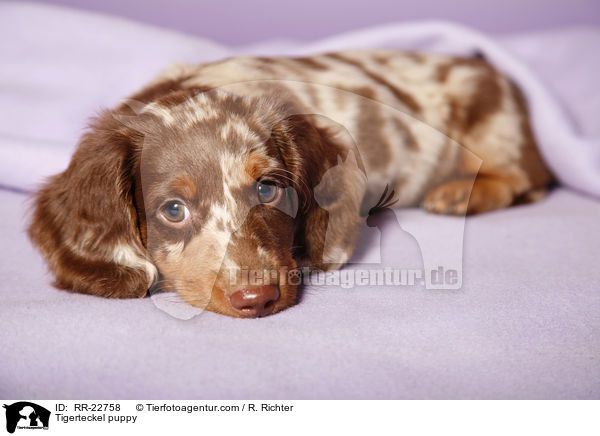 Tigerdackel Welpe / Tigerteckel puppy / RR-22758