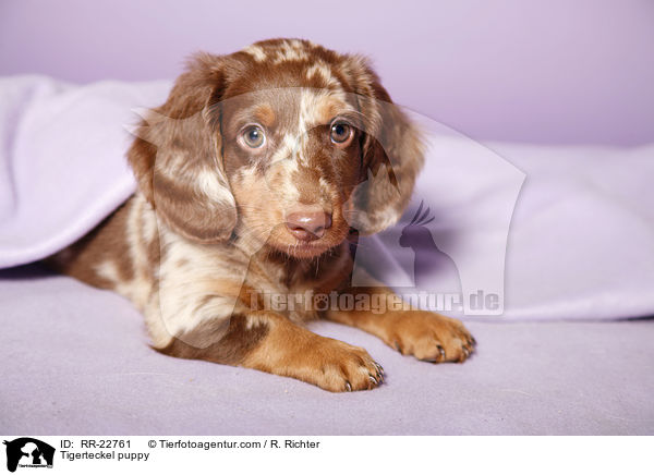 Tigerdackel Welpe / Tigerteckel puppy / RR-22761