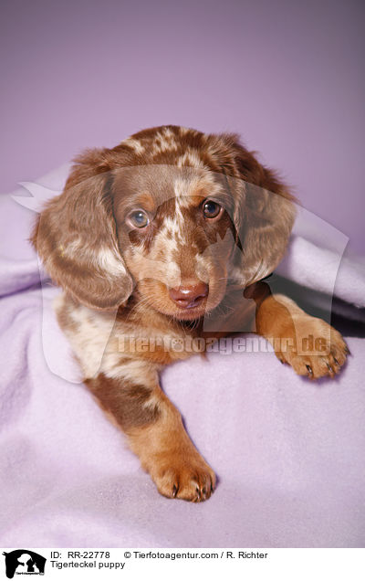 Tigerdackel Welpe / Tigerteckel puppy / RR-22778