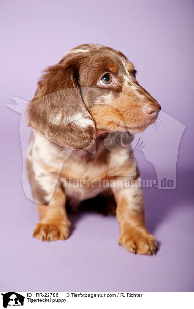 Tigerdackel Welpe / Tigerteckel puppy / RR-22786