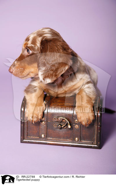 Tigerdackel Welpe / Tigerteckel puppy / RR-22788