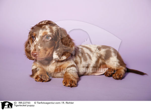 Tigerdackel Welpe / Tigerteckel puppy / RR-22793