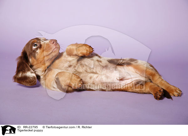 Tigerteckel puppy / RR-22795