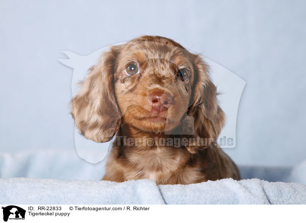 Tigerdackel Welpe / Tigerteckel puppy / RR-22833
