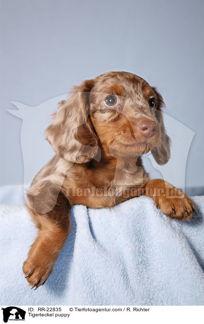 Tigerdackel Welpe / Tigerteckel puppy / RR-22835