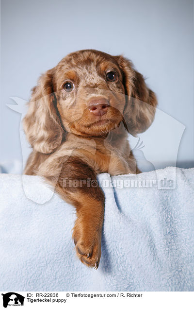 Tigerdackel Welpe / Tigerteckel puppy / RR-22836