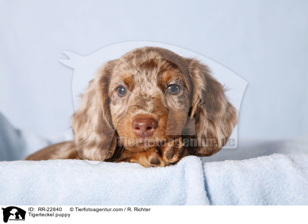 Tigerdackel Welpe / Tigerteckel puppy / RR-22840