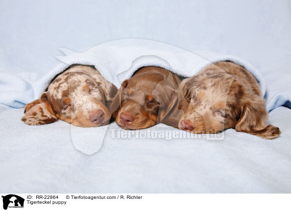 Tigerdackel Welpe / Tigerteckel puppy / RR-22864