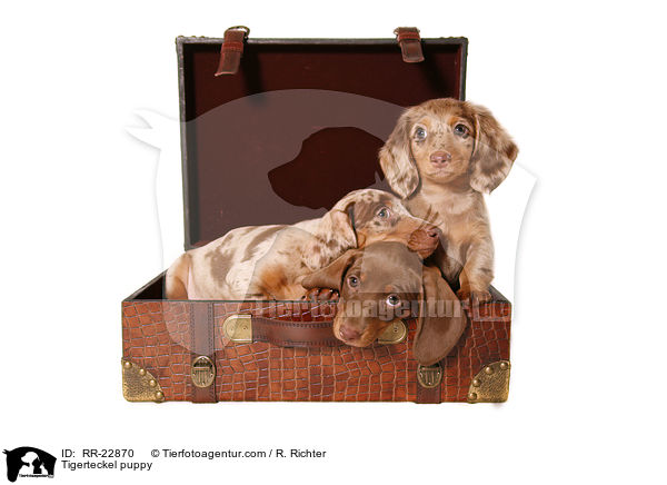 Tigerdackel Welpe / Tigerteckel puppy / RR-22870