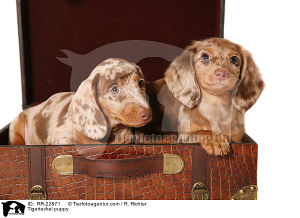 Tigerdackel Welpe / Tigerteckel puppy / RR-22871