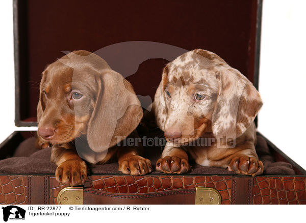Tigerdackel Welpe / Tigerteckel puppy / RR-22877
