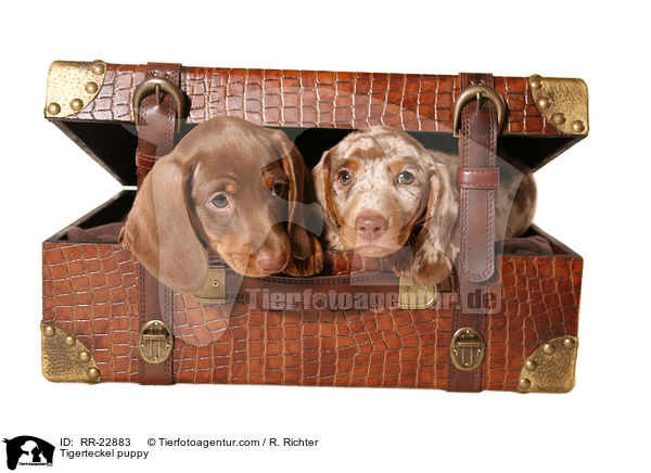 Tigerdackel Welpe / Tigerteckel puppy / RR-22883