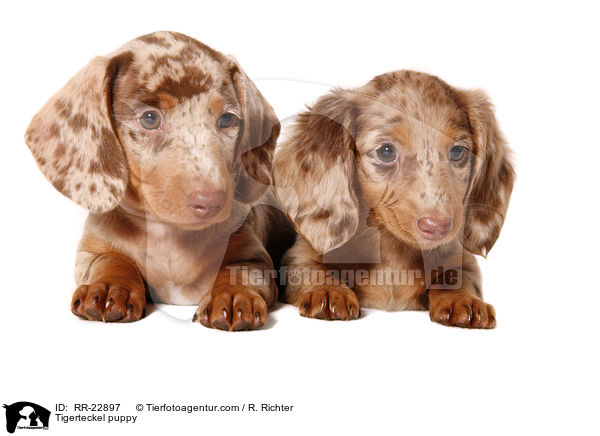 Tigerdackel Welpe / Tigerteckel puppy / RR-22897