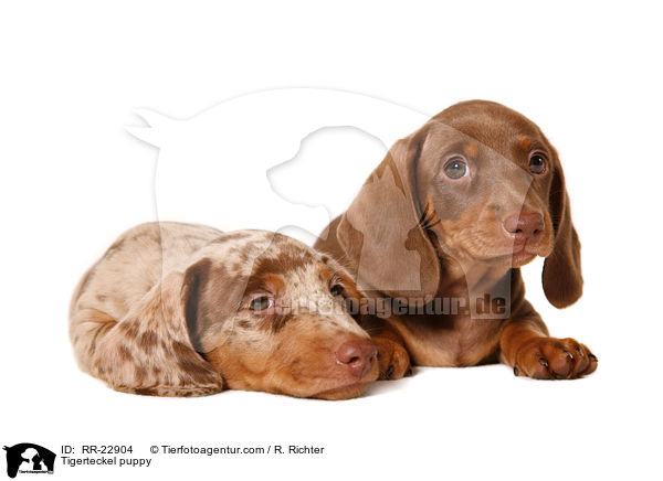 Tigerdackel Welpe / Tigerteckel puppy / RR-22904