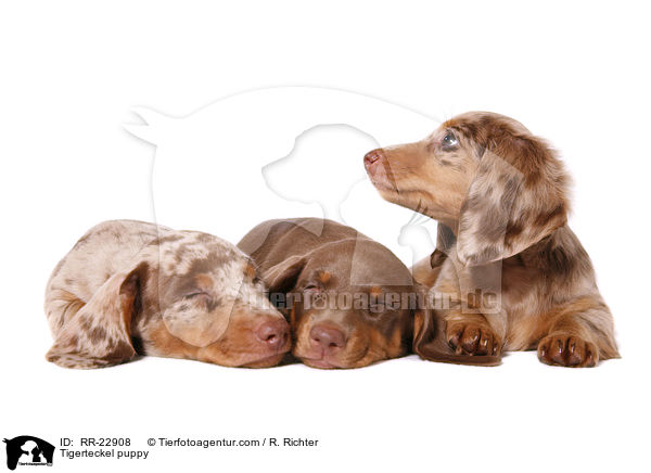 Tigerdackel Welpe / Tigerteckel puppy / RR-22908