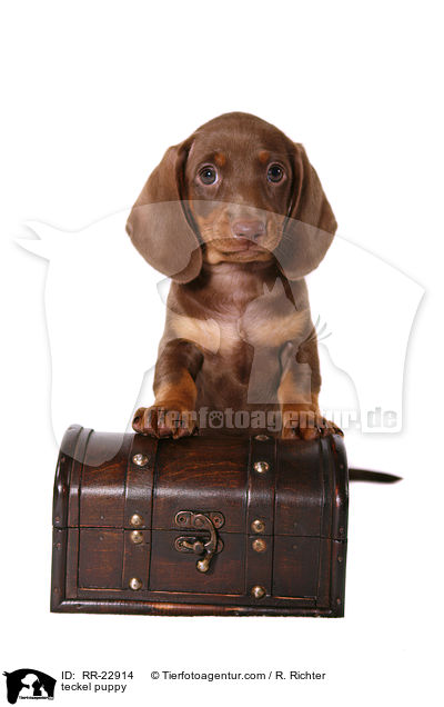 Dackel Welpe / teckel puppy / RR-22914