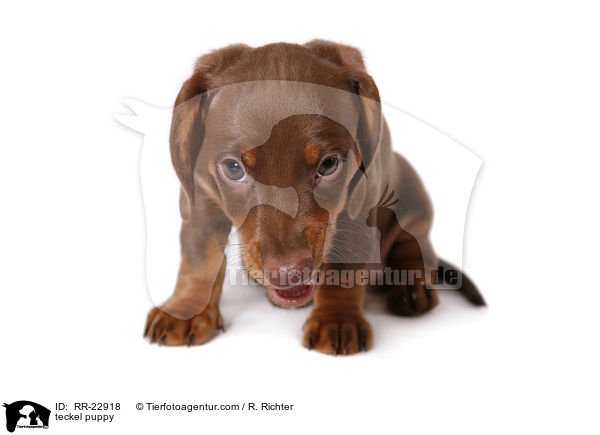Dackel Welpe / teckel puppy / RR-22918