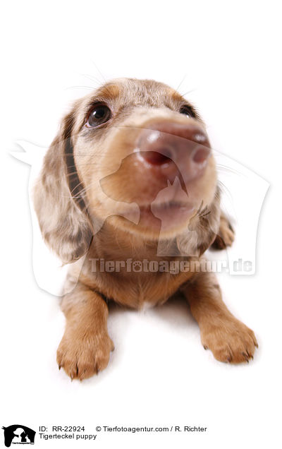 Tigerdackel Welpe / Tigerteckel puppy / RR-22924