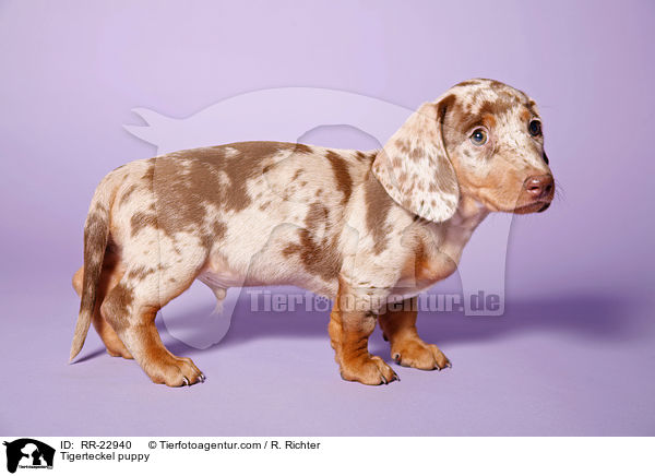 Tigerdackel Welpe / Tigerteckel puppy / RR-22940