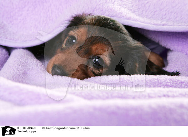 Dackel Welpe / Teckel puppy / KL-03400