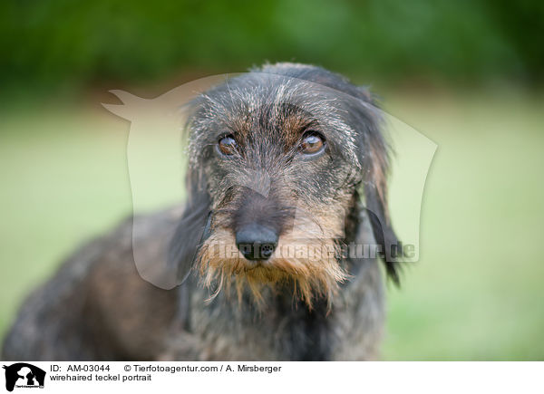 Rauhaardackel Portrait / wirehaired teckel portrait / AM-03044