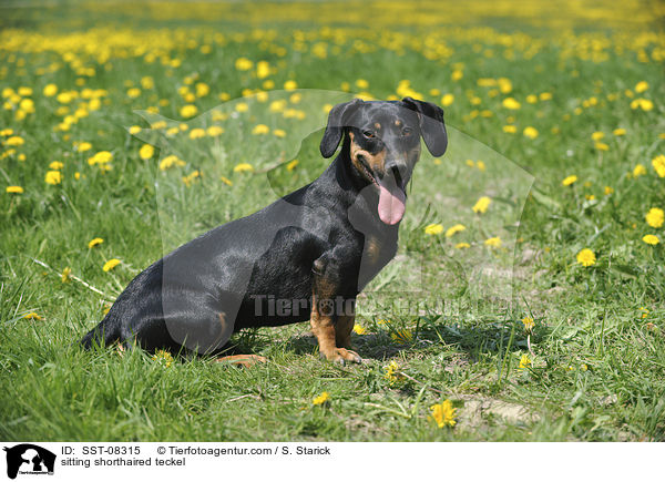 sitzender Kurzhaardackel / sitting shorthaired teckel / SST-08315