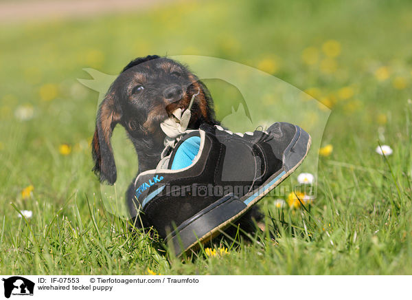 Rauhaardackel Welpe / wirehaired teckel puppy / IF-07553