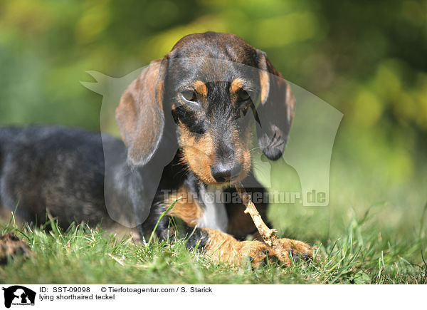 liegender Kurzhaardackel / lying shorthaired teckel / SST-09098