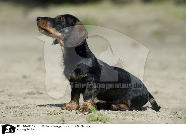 junger Dackel / young teckel / NN-01125