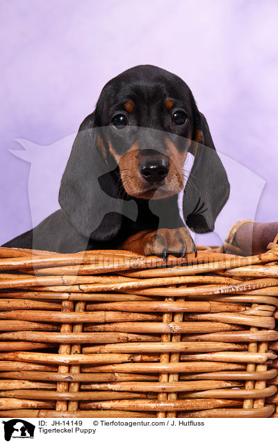 Tigerdackel Welpe / Tigerteckel Puppy / JH-14149