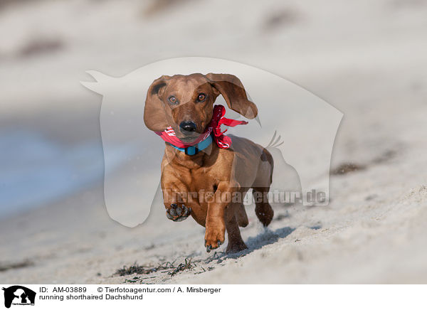 running shorthaired Dachshund / AM-03889