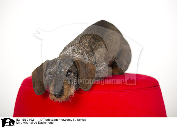 liegender Rauhaardackel / NN-01921