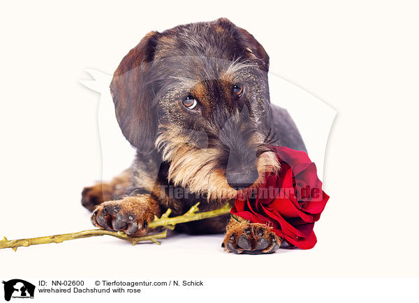 wirehaired Dachshund with rose / NN-02600