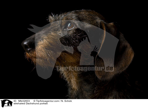 Rauhaardackel Portrait / NN-02603