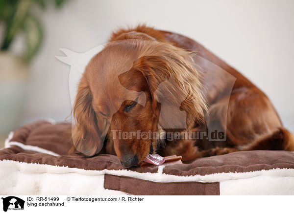 lying dachshund / RR-51499