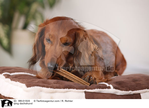 liegender Dackel / lying dachshund / RR-51505
