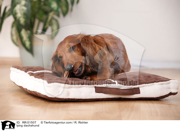 liegender Dackel / lying dachshund / RR-51507